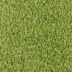 MULTI WIDTH GRASS CAMELLIA Image